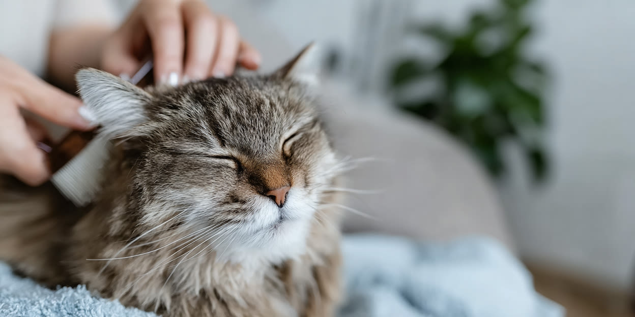 En katt som får sin päls borstad med en kattborste i en soffan. Katten ser ut att njuta.
